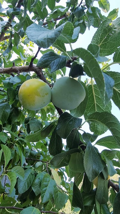 Two plums hang from a tree branch surrounded by lush green leaves against a bright sky. One plum is a pale green color, while the other is a yellow-green, appearing slightly more ripe. The image was captured in La Canya, Spain, on a sunny day.
