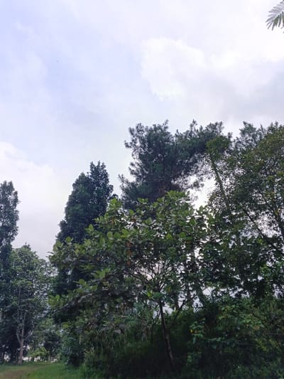 Lush green trees fill the frame, their varied heights and textures creating a dynamic composition. A tall evergreen stands prominently in the center. Below, dense foliage merges with verdant undergrowth. Above the trees, a muted sky, filled with white clouds, suggesting a cloudy day. A sliver of grassy land is visible at the bottom.