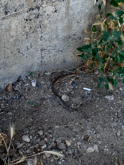 A small, brown lizard is the central subject of this image, positioned on the ground next to a concrete structure. The lizard is curved, with its tail extending to the right. The ground is composed of dark soil and small pebbles of varying colors, including gray, brown, and white. Scattered among the pebbles are dry grasses and some green plant leaves. A single white cigarette butt is visible in the soil to the left of the lizard. The concrete structure, on the left side of the image, has a rough, textured surface with some darker stains and cracks. The lighting suggests it is daytime, with no indication of specific weather conditions. The scene appears to be an outdoor, naturalistic setting, perhaps a roadside or embankment. There is no visible text in the image.
