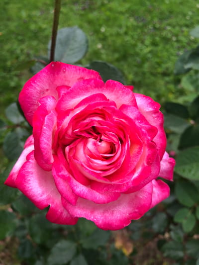 This is a close-up, overhead shot of a single, fully bloomed pink and white rose. The rose is the primary subject, with its petals unfurling in concentric layers towards the center. The outer petals are a vibrant pink with white edges, while the inner petals transition to a softer pink and cream. Small water droplets are visible on the petals, suggesting recent rain or dew. The rose is positioned slightly off-center to the right, with its stem extending towards the lower left corner of the frame.
The background is softly blurred, featuring lush green foliage and grass. The greenery suggests an outdoor setting, likely a garden or park. The lighting appears to be natural daylight, possibly overcast given the soft shadows and even illumination. No people are visible in the image, and there is no visible text. The overall impression is one of natural beauty and tranquility. The location context provided is "Московский Ветеран Снт, Russia."