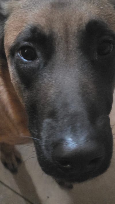 A close-up photograph depicts the frontal facial features of a domestic dog, specifically a canid with a short-haired bi-color coat. The fur on the upper head and sides is tan-brown, transitioning into a dark black mask that covers the eyes and extends down the muzzle to the nose. Both eyes are dark and appear focused directly forward, with a prominent light reflection visible in the left pupil. The nose is black and appears moist. Minimal environmental detail is visible, but indications of light-colored flooring are present in the lower left portion of the image, suggesting an indoor setting within the city of Magny-les-Hameaux, France. No human subjects or discernible objects other than the dog are present.