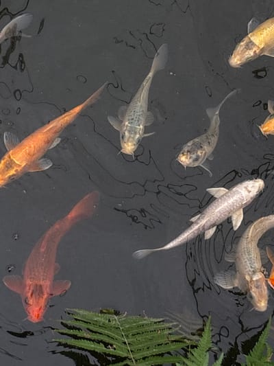 The image shows a group of koi fish swimming in a dark pond. There are approximately 8 visible fish of various colors, including gold, silver, orange, and red. The water is dark and reflects the surroundings. There are some green plants visible on the right edge of the image. The exact location of Tehuixtla, Mexico, cannot be determined from this image.