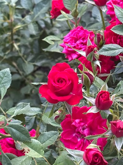 A close-up, eye-level, medium shot captures a cluster of vibrant red and deep pink roses in full bloom, interspersed with tightly furled buds and lush green foliage. The background is a soft blur of more greenery, suggesting a garden setting. The scene appears to be in the city of Gurkovo, Bulgaria, as indicated by the presence of blooming roses, a common sight in the region during warmer months. No people are visible in the image, and no specific actions or interactions are depicted. The focus is solely on the botanical subjects.