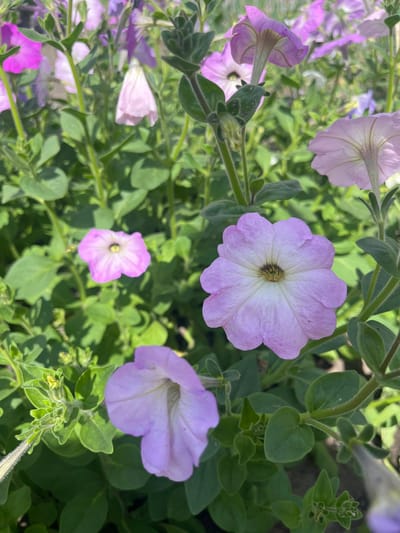 The image displays a close-up, outdoor view of several light purple petunias in bloom, with some other flowers and green foliage in the background. The flowers are the primary subjects, with their delicate petals and central stamens clearly visible. The surrounding environment consists of green leaves and stems, suggesting a garden or a natural setting. There are no people or discernible man-made structures in the image. The lighting indicates it is daytime, likely sunny, casting shadows and highlighting the textures of the flowers and leaves. The location in Сухринское, Russia is not evident from the visual information presented in the image.