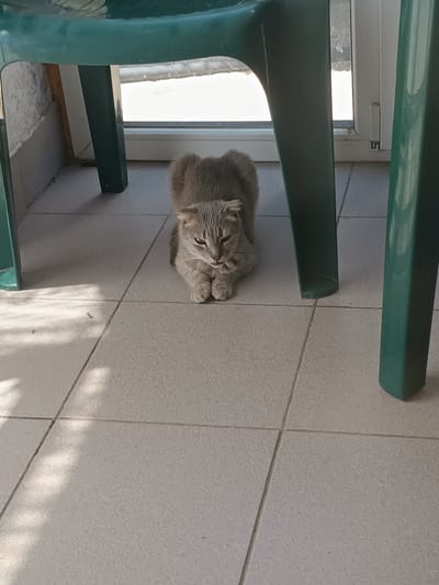 A light grey cat with folded ears is lying on a light-colored tiled floor under a green plastic chair. The cat is facing forward, with its paws tucked beneath its chest and its eyes partially closed. The background shows a white framed window and a wall with some visible texture. The scene appears to be outdoors or in a semi-outdoor space.