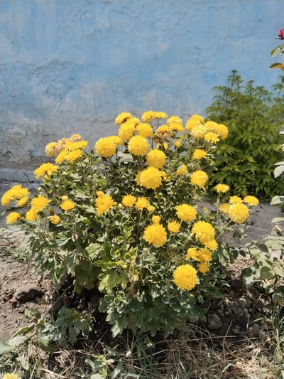 In the city of Tinchlik, Uzbekistan, a vibrant bush of yellow chrysanthemums blooms against a textured, light blue wall. The flowers are clustered densely on sturdy green stems, with some petals appearing slightly wilted. The ground beneath the bush is a mix of dark soil, dry grass, and sparse green foliage. To the right of the chrysanthemums, a darker green, leafy plant provides a contrasting backdrop, and a hint of a red rose can be seen at the top right corner. The scene is illuminated by direct sunlight, casting subtle shadows on the ground and highlighting the rich colors of the flowers.