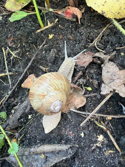 A garden snail is partially visible on dark soil amidst fallen leaves and twigs. The snail's shell is spiral-shaped and ranges in color from light brown to tan, with concentric rings. Its body, a pale, textured gray, extends from the shell, with two eye stalks visible at the front. The surrounding environment is natural, with decaying plant matter and soil, suggesting an outdoor setting. There are no people or man-made structures in the image. The scene appears to be in a natural or semi-natural area within the city of Чайка Снт (купавна Старая), Russia, possibly a garden or wooded area, given the presence of soil, leaves, and a snail.