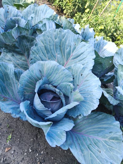 A close-up aerial shot features a large head of red cabbage in a garden. The cabbage is predominantly a vibrant bluish-purple, with large, crinkled outer leaves that extend outwards. The inner leaves are tightly packed, revealing a deeper purple hue at the core. The leaves have visible veins and some show small holes, likely from insect activity. The cabbage is planted in dark, dry soil that is cracked and somewhat stony. In the background, out of focus, are green tomato plants with small green tomatoes, suggesting a late summer or early autumn harvest season. The lighting suggests it is daytime, possibly late morning or afternoon, with soft, natural light illuminating the scene. The setting is a garden in Ardatov, Russia. No people or text are visible in the image.