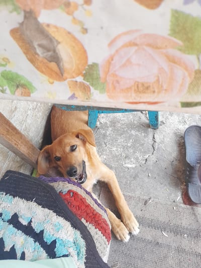 A tan dog is lying on a colorful rug under a table with a floral print. The dog is looking at the camera with its mouth open, as if it is smiling or panting. The table appears to be made of wood and has a blue painted leg. The ground is concrete and appears to be cracked. There is a dark-colored shoe to the right of the dog. The scene is outdoors, likely in a backyard or patio area. This scene is located in Kypiachka, Ukraine.