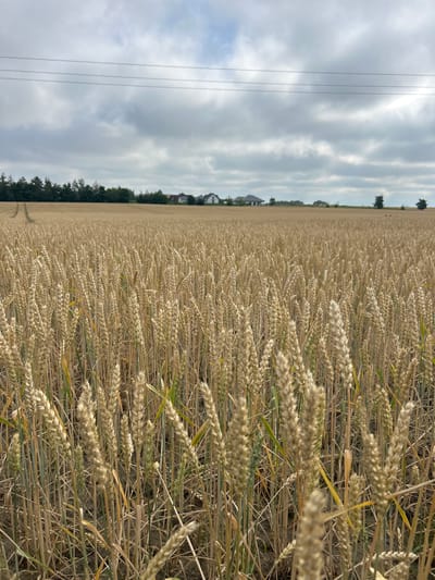 This is an outdoor, vertical, eye-level, medium shot of a wheat field in Różankowo-Świerczyny, Poland. The field of wheat is in the foreground and extends into the distance, with individual stalks of wheat filling the frame. The wheat appears to be ripe, with a golden-brown color. In the background, there is a line of trees and several houses with red roofs. Above the horizon, there are power lines stretched across a cloudy sky. The scene depicts an agricultural landscape under an overcast sky.
