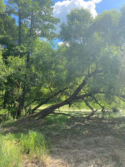 This is a landscape photograph taken in Matchino, Russia. The image depicts a tranquil natural scene with a body of water on the right, likely a river or lake, reflecting the lush green foliage of trees. A large tree with dark bark and spreading branches dominates the foreground, its leaves creating a dappled canopy. The ground on the right side of the image is covered with dry grass and some green vegetation, suggesting a natural embankment. The sky above is blue with scattered white clouds. The time of day appears to be daytime, with bright sunlight filtering through the leaves, creating lens flare in the upper left portion of the image. The overall mood is serene and peaceful, showcasing a natural, undisturbed environment. No people, objects, or text are visible in the photograph.