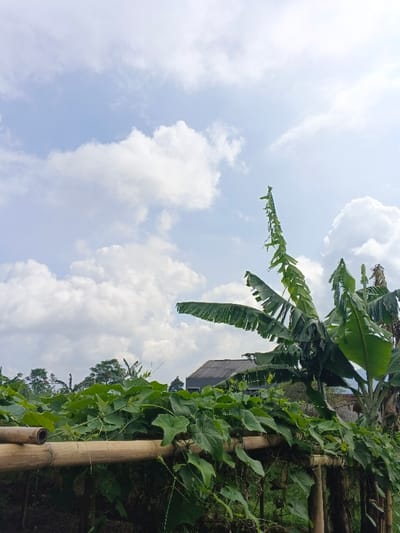 Lush greenery dominates the foreground, with climbing plants draped over a bamboo structure. Behind, a banana tree with tattered leaves stands tall. A glimpse of a gray roof appears amidst the dense vegetation. The scene extends to distant trees. The bright sky is filled with fluffy white clouds. The composition suggests a tropical or semi-tropical environment, possibly a rural or suburban landscape.