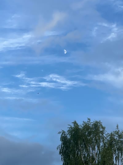 A photograph captures a twilight sky over the city of Pigozino, Russia. The sky is a gradient of blue, transitioning from a lighter hue near the horizon to a deeper shade at the zenith. Wispy, pale clouds drift across the expanse, interspersed with darker, more solid formations. High in the sky, a crescent moon is visible, its illuminated portion facing towards the right.

In the mid-ground, a lone bird is silhouetted against the sky, appearing as a small, dark shape with outstretched wings. Further to the right, a flock of birds flies in a distinct V-formation, their individual forms barely discernible against the vastness of the sky.

At the bottom of the frame, the upper branches of a cluster of birch trees dominate the foreground. Their green leaves, illuminated by the fading light, sway gently, their white bark visible in patches. The scene is one of natural beauty, with the celestial bodies and wildlife set against the backdrop of a serene sky and the gentle movement of trees. The absence of any human figures or man-made structures in the immediate vicinity suggests a natural or semi-rural setting within or on the outskirts of Pigozino.