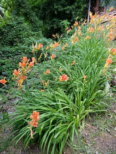 The image captures a close-up view of a cluster of vibrant orange daylilies in bloom, interspersed with lush green foliage and stems. The flowers, in various stages of opening, display delicate petals and prominent stamens. The surrounding environment is characterized by dense green bushes and trees, suggesting an outdoor natural setting. The ground beneath the flowers is a mix of soil, dry leaves, and scattered small green plants, indicating a possibly uncultivated or semi-wild area. The lighting appears natural, likely daylight, casting soft shadows and highlighting the vivid colors of the flowers. There are no people or animals visible in the image. The scene is consistent with a garden or park environment, potentially on the outskirts of Katar-Yurt, Russia, given the provided location context.