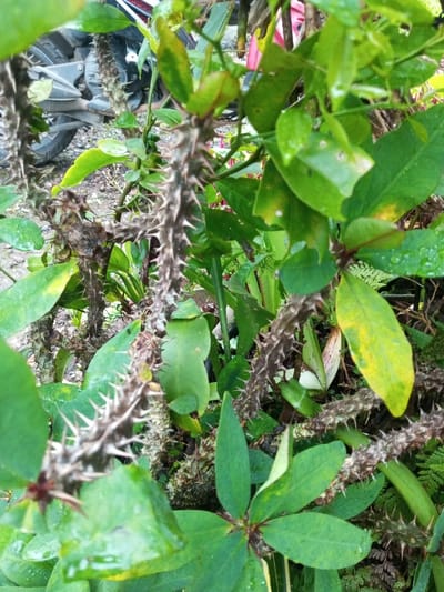 The image depicts a close-up of a thorny plant, likely *Euphorbia milii*, with multiple gnarled, dark-brown stems covered in numerous sharp, light-colored spines. Green leaves, some exhibiting yellowing or browning, are interspersed along the stems and appear wet with water droplets. In the upper left background, a portion of a motorcycle, including its rear wheel and part of the frame, is visible on a grey, possibly dirt or gravel, ground surface. Additional green foliage, including larger broad leaves and smaller fern-like plants, occupies the background and midground. The scene is located in Kotakonda, India.