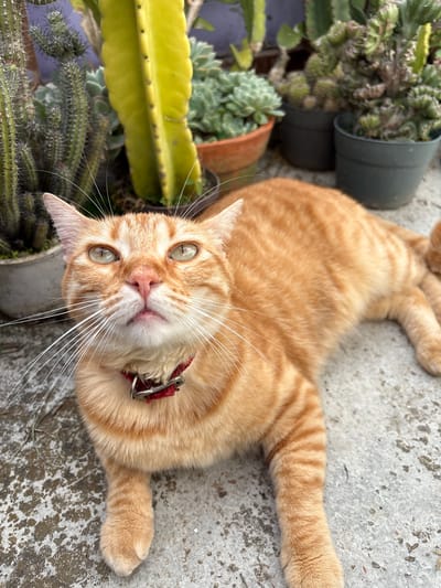 An orange tabby cat is the central subject of this eye-level, slightly overhead shot taken in Carrizal, Venezuela. The cat is lying on its back or side on a light gray concrete surface, stretching its limbs out. Its head is tilted upwards towards the camera, and its large, light green eyes are wide open, fixated on the viewer. Its nose is pink, and long white whiskers spread outwards from its muzzle. The cat wears a red collar with a silver buckle and ring around its neck. Its fur is a vibrant orange with distinct darker orange stripes, visible on its body and tail.
To the left of the cat, and slightly out of focus, is a collection of potted plants, primarily succulents and cacti, suggesting an outdoor garden or patio setting. These plants include a large, flat, bright green cactus, a green succulent with rosette-shaped leaves, and various spiky cacti in different green hues, some in dark gray or brown pots. The concrete ground beneath the cat shows some darker patches and texture, indicative of an outdoor, weathered surface. The lighting suggests it is daytime, with soft, even illumination. The cat appears relaxed and curious, possibly looking up at its owner. There is no visible text in the image.