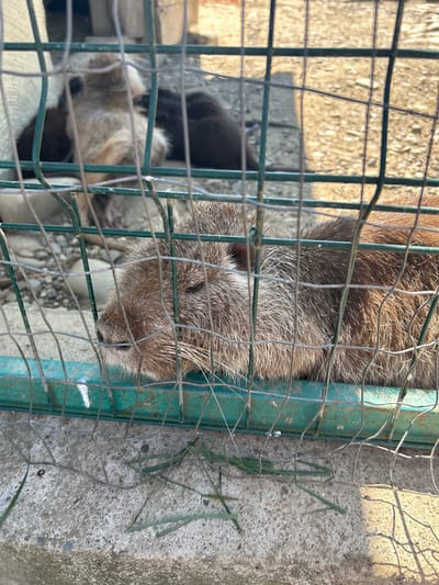 A medium shot captured from a slightly elevated angle shows a nutria lying down behind a green metal fence at a zoo in Lypcha, Ukraine. The nutria, a rodent with reddish-brown fur, is positioned in the foreground, its head resting on the ground. Its eyes are closed, and its whiskers are visible. The fence, made of metal bars, partially obstructs the view of the animal. The background is blurred but suggests an outdoor enclosure with concrete flooring, scattered stones, and other animals in the distance. The lighting indicates it is daytime, with sunlight casting shadows on the ground and fence.