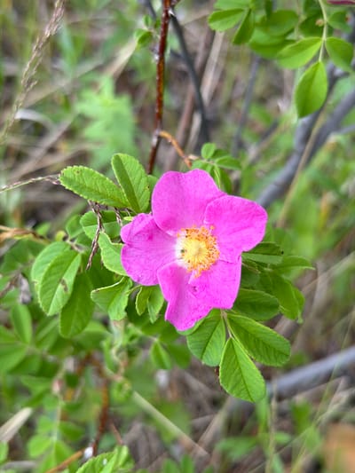 A close-up, eye-level shot captures a single, vibrant pink wild rose in bloom, situated amidst lush green foliage. The rose, the primary subject, is positioned slightly off-center to the right, its delicate petals unfurling to reveal a cluster of yellow stamens. A small, dark insect can be seen on one of the petals, and another on the leaves below. The background is a soft blur of greens and browns, suggesting a natural, outdoor environment. The image was taken in the city of Glukhari, Russia.