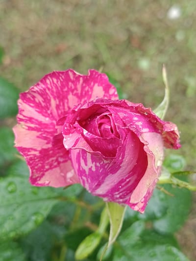 A close-up, shallow depth of field shot shows a single, partially bloomed bicolor rose with streaks of magenta and cream, glistening with water droplets. The rose is positioned in the center of the frame, with its petals unfurling to reveal the inner layers. The background is blurred, displaying muted tones of green and brown, suggesting a natural outdoor environment, likely a garden. The presence of water droplets indicates recent rain or dew. The scene is devoid of human presence. This image was taken in Biloziria, Ukraine.