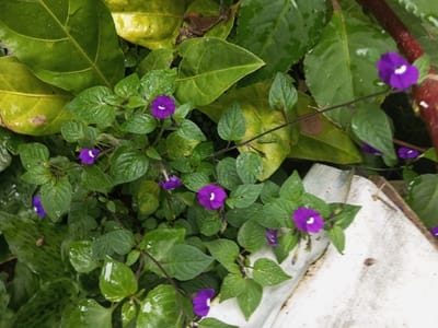 A cluster of purple flowers with white centers grows amidst lush green foliage. The leaves are heart-shaped and glossy, showing signs of recent rain. Some larger, yellowing leaves are also visible, suggesting a backdrop of different plant species. The flowers are delicate and scattered, connected by thin, dark stems. The scene is bathed in natural light, creating a vibrant and slightly wet atmosphere. A small portion of a white surface is also present in the scene.