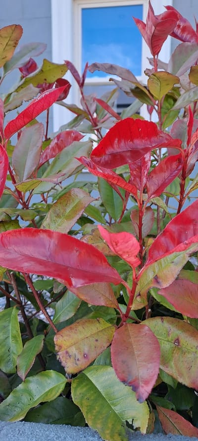 The image shows a close-up view of a Photinia Red Robin shrub with vibrant red and green leaves. The shrub is positioned in front of a building with a light-colored wall and a window reflecting a blue sky with some clouds. The lower part of the image shows a textured grey surface, possibly a wall or pavement. The lighting suggests it is daytime, with natural light illuminating the leaves and creating reflections on their waxy surfaces. The scene appears to be an outdoor setting in a residential or public area. No people are visible in the image.