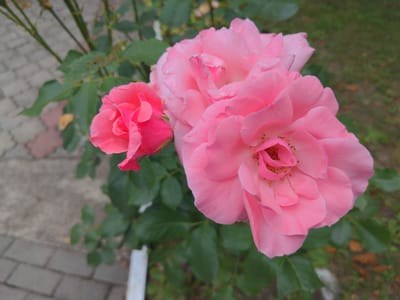 A close-up, high-angle outdoor photograph shows a cluster of three bright pink roses in bloom. The largest rose is in the foreground, to the right, with its petals unfurled, revealing its center. To its left, a slightly smaller, less open rose is visible. A third, smaller rosebud is to the far left, still tightly closed and a deeper shade of pink. All three roses are attached to a green-leafed plant. The background is softly blurred, showing a patch of green grass with some fallen brown leaves, and a grey-colored paved walkway with rectangular bricks arranged in a linear pattern. The overall lighting is natural, suggesting daylight conditions. There are no people or animals present in the image.