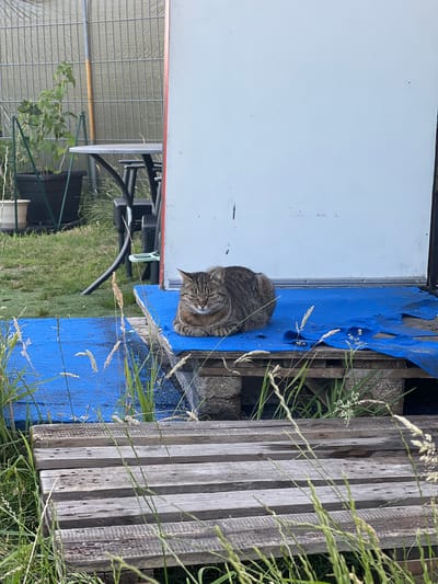 A tabby cat with closed eyes is resting on a blue tarp laid over wooden pallets. The cat is positioned on the right side of the image, curled up. The scene is outdoors, with tall grass in the foreground. In the background, there is a fence, a metal table with chairs, and a portion of a building with a white wall and red trim. The location is the city of Genemuiden, Netherlands.