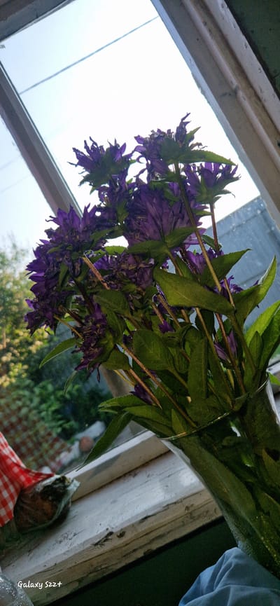 A close-up, low-angle shot shows a bouquet of purple flowers in a glass vase, placed on a white windowsill. The flowers are dense and appear to be campanula or bellflowers, with some wilting evident. Behind the flowers, a window reveals a blurred background of green trees and foliage, suggesting an outdoor environment. The windowsill itself is weathered and shows signs of age. A piece of red and white checkered fabric is partially visible to the left, and a small object wrapped in what appears to be plastic is also on the windowsill. A watermark reading "Galaxy S22+" is present in the bottom left corner. The overall impression is that of a domestic interior scene, possibly a home in Myski, Russia, given the text.