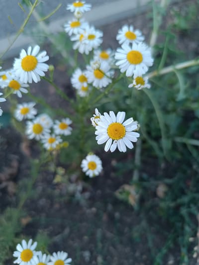 The image shows a close-up, outdoor view of several white daisies with yellow centers. The flowers are the primary subject, with some in sharp focus and others blurred in the background. They are growing in what appears to be a garden or natural setting, with dark soil and green foliage visible. One daisy in the foreground is particularly detailed, showing the delicate structure of its petals. The lighting suggests it might be daytime, possibly morning or afternoon, with no strong shadows. The overall mood is serene and natural. There is no visible text. The location is specified as Қараөткел, Kazakhstan.