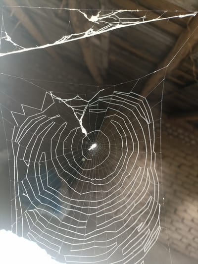 This image shows a spiderweb with a spider in the center, suspended from the rafters of a rustic wooden structure, likely an outbuilding or shed. The spiderweb is intricate and detailed, with radial spokes and spiral threads. A bright light source from the left illuminates the web, casting a soft glow and highlighting the delicate strands. The background is dark and out of focus, revealing the rough texture of wooden beams and possibly some roofing material, suggesting an indoor or sheltered environment. The overall impression is one of stillness and natural artistry, with the spider as the sole inhabitant of this delicate construction. There is no visible text in the image.