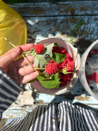 A close-up shot shows a person's hand holding freshly picked raspberries and leaves. The raspberries are bright red and appear ripe. The hand has a ring on the ring finger. In the background, two white buckets are visible, one filled with raspberries and the other with what appears to be blueberries and raspberries. The buckets are sitting on a weathered, blue wooden surface, possibly a table. A yellow plastic bag is on the left side of the frame. The scene is outdoors, with sunlight casting shadows. The setting appears to be rural, consistent with a location in Zvonarevka, Russia. The person is wearing a striped shirt.