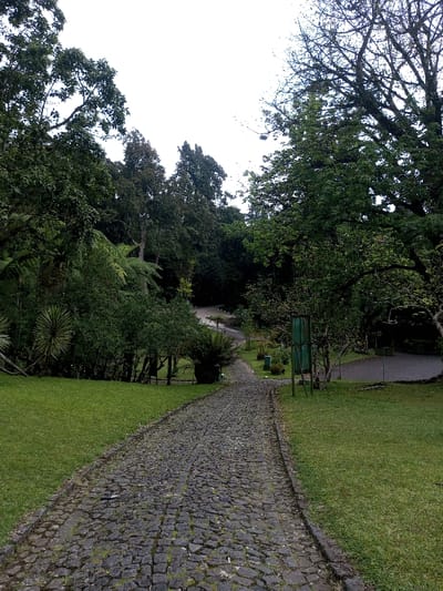 The image presents a paved pathway traversing a lush park or garden environment in Pachmarhi, India. A dark grey cobblestone path, showing moss or dirt accumulation in its crevices, originates from the lower center and ascends into the background, curving gently to the right. Manicured green grass borders the path on both sides. To the left, a dense arrangement of various green trees, shrubs, and large ferns forms a verdant wall, including a plant with prominent spiky foliage. On the right, a vertical, dark green rectangular structure, consistent with a signpost, stands adjacent to a smaller tree. Further along, the paved path appears to converge with a less defined track branching off to the right. The background is dominated by a thick canopy of tall, dark green trees extending towards an overcast, bright white sky. No individuals or active subjects are present in the static scene.