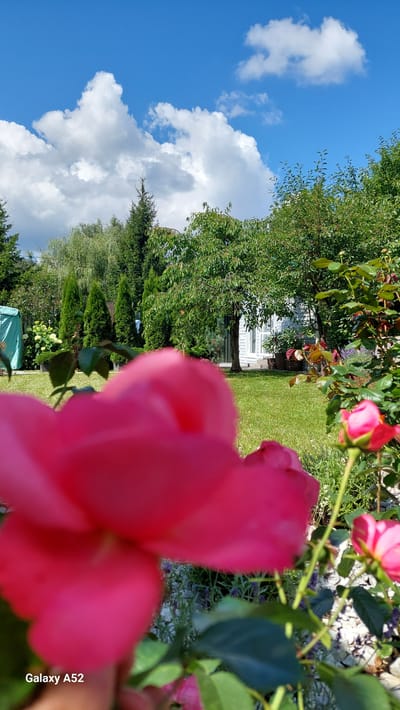 The image depicts a close-up view of a bright pink rose in the foreground, which is out of focus. Behind the rose, a well-maintained garden is visible. The garden features a lush green lawn, various trees and shrubs, and a white house in the background. The sky is blue with scattered white clouds. The overall scene suggests a bright, sunny day in a suburban or rural setting, likely in Zhavoronki, Russia. There are no people or animals visible in the image. The presence of a blue tarp on the left side of the image may indicate some ongoing garden work or storage.