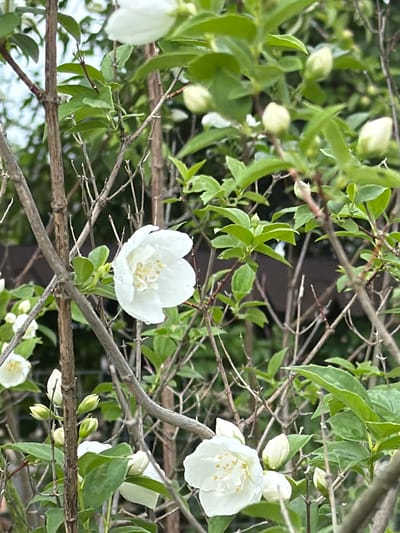 The image depicts a close-up view of a flowering shrub, likely jasmine, with numerous white blossoms and green leaves. The flowers are delicate and appear to have water droplets on their petals. The shrub is comprised of thin, brown branches. In the background, out-of-focus, are hints of a darker, possibly wooden structure, and a muted green foliage. The overall impression is one of natural beauty.

Regarding the location in the city of Petukhi, Russia, there is no visual information within the image that specifically identifies it as such. The scene is generic and could be found in many outdoor locations with similar flora.