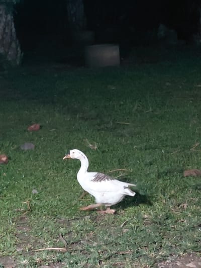A white goose, exhibiting predominantly white plumage with distinct brown-grey markings on its back, is observed walking from left to right across a grassy area in Keude Cunda, Indonesia. The goose possesses an orange beak and legs, with its right leg elevated mid-stride. Its head is turned towards the left, and its beak is slightly open. The ground is covered in short, green grass, interspersed with scattered organic debris including brown and reddish fragments. The scene is dimly lit, suggesting low ambient light or nighttime conditions. In the dark background, a textured tree trunk is partially visible on the far left. Towards the center-right of the background, a dark, indistinct, possibly cylindrical concrete object is present. No human individuals or other animal subjects are visible.