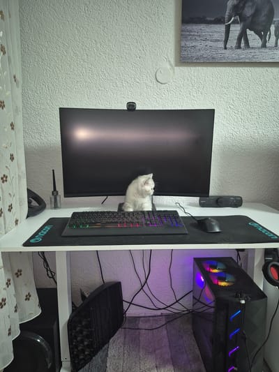 A light gray kitten sits on a white desk in front of a computer monitor. The kitten is looking to its right. The desk is a white gaming desk with a black keyboard and mouse on it. There is a black mousepad with a blue logo under the keyboard and mouse. The computer monitor is a large curved monitor. To the right of the monitor is a black audio device. To the left of the monitor is a black steering wheel and a small glass bottle with a black reed diffuser. Behind the desk is a white wall with a textured finish. There is a framed picture of elephants on the wall above the desk. There is a white curtain with a floral pattern on the left side of the image. Under the desk, on the right side, is a black computer tower with RGB lighting. There are various cables on the floor under the desk. This image was taken in a room in Bruchsal, Germany.