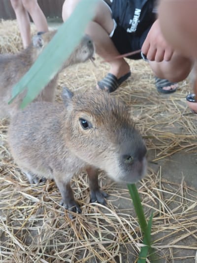 A capybara is the main subject of the image, in the foreground, facing right and chewing on a green stalk of grass. The capybara is a light brown color with coarse fur and a blunt snout. Its eye is dark and alert. Behind the capybara, another capybara is partially visible, facing left. In the background, the legs and feet of two people are visible. One person is wearing black shorts with white lettering that reads "EVERUN" and black sandals with white stripes. The other person is wearing black sandals with white stripes. The ground is covered in dry hay or straw, and there is some gravel or dirt visible. A large, translucent green leaf is held in front of the capybara, obscuring part of its body. The scene appears to be outdoors, possibly in an enclosure at an animal park or zoo. The location is identified as Đông Mang, Vietnam.