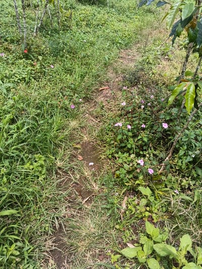 A narrow, overgrown path winds through a lush green landscape. Grass and diverse vegetation cover the ground. Scattered pink flowers add splashes of color amongst the verdant foliage. A few thin trees stand along the path's edge, while larger-leafed plants cluster near the foreground. The scene suggests a wild, untamed nature setting.