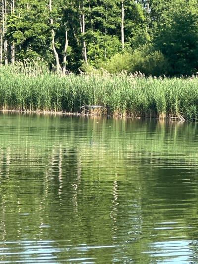 This is a photograph taken in Khlypnivka, Ukraine, during daylight hours under clear skies. The image captures a serene natural scene dominated by lush greenery and its reflection on a body of water. On the left side of the frame, dense trees with vibrant green foliage are visible, interspersed with the lighter green of reeds and grass along the water's edge. Several horizontal branches from the trees extend over the water.
The right side of the image is filled with the distorted reflection of the trees and reeds on the water's surface. The water is rippled, creating a mosaic of vertical green and white lines that abstract the natural elements. The reflection of the sky, appearing as pale blue vertical streaks, is also visible on the far right. A thin white string or wire runs along the edge of the reeds, possibly part of a fence or boundary. The overall impression is one of tranquility and the beauty of nature. No people or specific events are depicted. There is no visible text in the image.