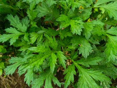 The image displays a detailed, close-up view of dense green foliage, located in Suối Đục, Vietnam. The scene is dominated by multiple herbaceous leaves, characterized by deeply lobed or compound structures with serrated or toothed edges. The foliage exhibits a variety of green shades, ranging from lighter lime greens to darker forest greens, indicating varied lighting conditions across the plant surface. Individual leaves overlap, creating a rich, textured pattern filling the entire frame. The background appears blurred, showing indistinct darker green and brown elements consistent with soil or other vegetation beneath the primary focus. No people, animals, or man-made objects are present. No specific actions or interactions are depicted.