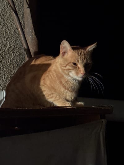 A ginger tabby cat is sitting on a wooden surface in what appears to be an outdoor urban setting. The cat is facing towards the right of the frame, with its head slightly tilted down. Sunlight illuminates the cat's fur from the left, creating a strong shadow across its body. Behind the cat, a dark, out-of-focus background suggests a shaded area or night time. To the left of the cat, a textured wall and a vertical pipe-like object are visible. The overall scene is dimly lit, with the main subject being the cat. The location is specified as Tandzia, Georgia.