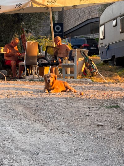 A golden dog lies on a gravel surface in front of two shirtless men sitting under a large umbrella. The man on the left is wearing red shorts and appears to be eating, while the man on the right is wearing blue shorts and looking to the right. Behind the men, a silver camper trailer is parked next to a dark-colored car. The scene is illuminated by warm, late afternoon sunlight. The environment appears to be an outdoor seating area, possibly at a campground or restaurant, with vegetation and a stone building in the background. The location is Vrijesno, Montenegro.