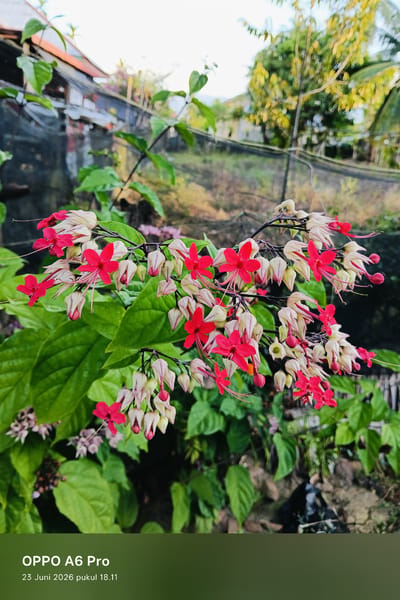This media file is a vertical, eye-level shot of a flowering plant in an outdoor setting. The plant features a cascade of delicate blooms, with bright red petals contrasting against creamy white, bell-shaped structures. The flowers are clustered on thin, dark stems, and are surrounded by lush, green foliage. In the background, a rustic structure with a corrugated metal roof is visible, suggesting a residential or semi-rural environment. Beyond that, greenery and trees can be seen, with a hazy, bright sky suggesting daytime. The overall mood is tranquil and natural, with the vibrant flowers drawing the viewer's attention.

Visible text at the bottom of the image reads: "OPPO A6 Pro" and "23 Juni 2026 pukul 18.11", which indicates the device used to capture the image and the date and time it was taken. The location context provided is Rheum Barat, Indonesia. The time of day indicated by the text, 18:11, suggests it is early evening, which aligns with the soft, diffused light in the image.