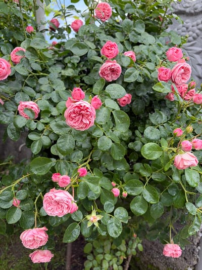 A bush of pink roses is blooming with many flowers and buds. The petals are ruffled and layered, giving the roses a full and lush appearance. Many of the flowers and leaves are covered in water droplets, indicating recent rain or dew. The foliage is a deep green, and the stems are covered in small thorns. In the background, a gray textured wall or decorative element is visible on the right, and blurred greenery and a hint of sky can be seen above. The overall scene suggests a garden setting, likely in Dachnoye, Russia, given the context.