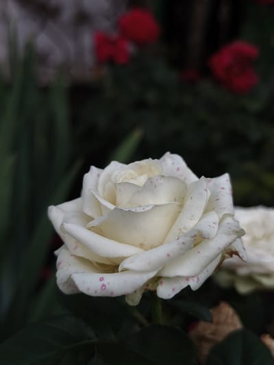 A close-up, eye-level, full shot shows a white rose with pink speckles on its petals. The rose is in focus in the foreground, with its petals unfurling. In the blurred background, dark green foliage is visible, along with out-of-focus red roses and hints of other plants. The lighting is subdued, creating a soft ambiance. The scene appears to be an outdoor garden. The location is specified as Семилетка, Russia.