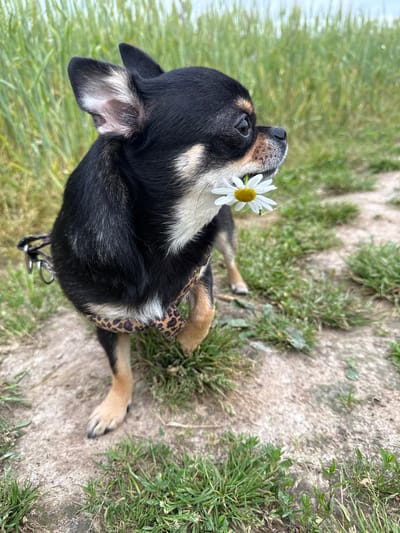 A black and tan Chihuahua is shown from a high-angle, slightly tilted perspective, sitting on a sandy patch of ground with scattered grass. The dog has a white daisy tucked near its mouth, with the flower facing the viewer. The dog is wearing a leopard-print harness. The background consists of green grass and a sandy area, suggesting an outdoor setting. The lighting indicates it is daytime, and the presence of grass and the overall look of the scene suggest a natural, possibly rural or park-like environment during warmer weather. There is no visible text in the image.