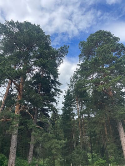 The image is a vertical, low-angle photograph depicting a dense coniferous forest scene, described as being in Vasilevka, Russia. Tall pine trees dominate the frame, with their rough, reddish-brown trunks visible at the bottom and mid-sections, extending upwards. The trees feature dense, dark green needle foliage that forms a substantial canopy. Between the tree crowns, patches of clear medium blue sky are visible, interspersed with scattered, wispy white cumulus clouds of varying density. The lower portion of the image shows indistinct dark green undergrowth and smaller trees. No individuals, animals, or discernible man-made objects are present within the frame. The scene captures a natural woodland environment under a partially cloudy sky.
