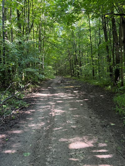 The image depicts a dirt road leading into a forest. The road is muddy and has several puddles. The trees lining the road are tall and leafy, with dappled sunlight filtering through the canopy. There are no people or animals visible in the image. The scene appears to be a natural, undeveloped area. The location in the city of Panovka, Russia, is not evident from the image.