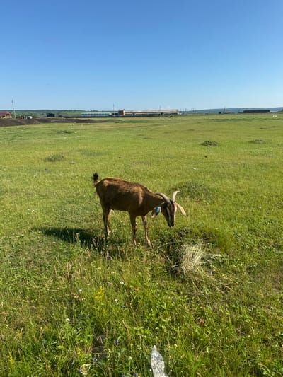 A brown goat stands in a green, grassy field under a clear blue sky. The goat is facing to the right, with its head down as if grazing or eating. It has horns and a blue tag on its ear. In the background, there are several buildings, including what appears to be a farm or industrial complex, and a distant treeline. The field is dotted with wildflowers and has patches of uneven terrain. There is a pile of hay near the goat. A piece of white plastic is visible in the lower right corner of the image.