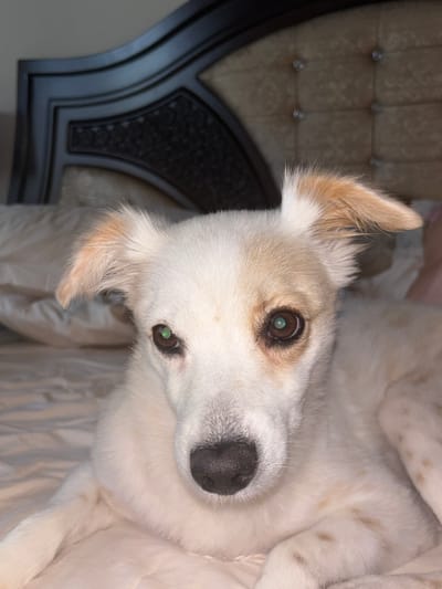 A close-up, eye-level medium shot captures a white and tan dog resting on a bed in what appears to be a bedroom setting. The dog, positioned in the center of the frame, is looking directly at the camera with its head slightly tilted. The dog has floppy ears, a black nose, and expressive brown eyes, one of which shows a greenish reflection. Its fur is predominantly white with tan markings on its head and ears, and tan spots on its body. The dog is lying on a light-colored, possibly beige or cream, bedspread that has a slightly textured appearance. Behind the dog, a dark brown, ornate headboard of a bed is visible. The headboard features carved details and is upholstered with tufted fabric in a muted beige or gold color, with small, sparkling embellishments. The overall lighting is soft, creating a warm and intimate atmosphere. The environment suggests a domestic indoor setting, likely a bedroom in Ajman, United Arab Emirates.